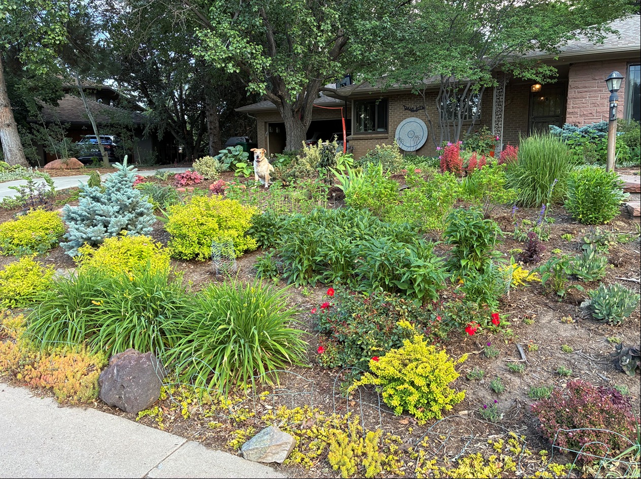 Ailala’s real Denver garden with layered plantings and Penelope sitting in the garden